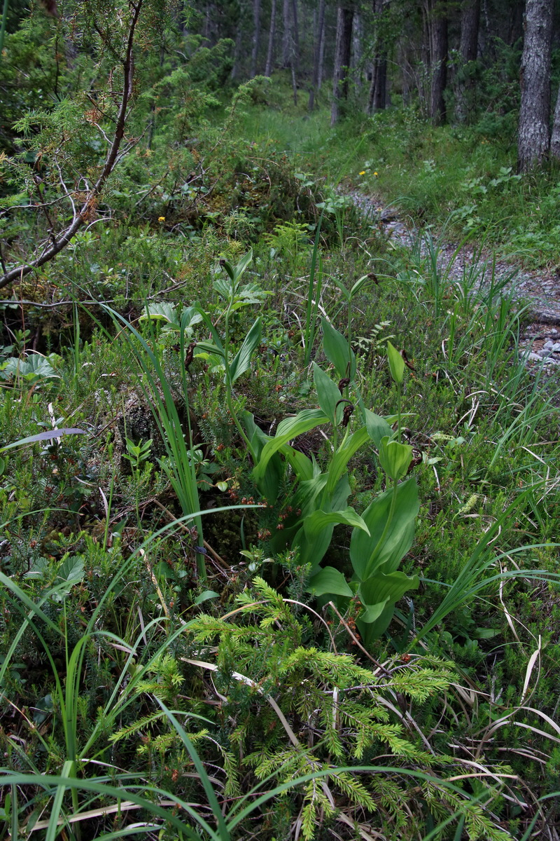 2017_07_01_036522p_Bildgr��e �ndern