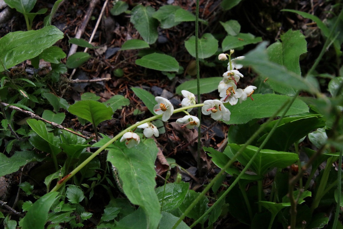 2017_07_01_036606p_Bildgr��e �ndern