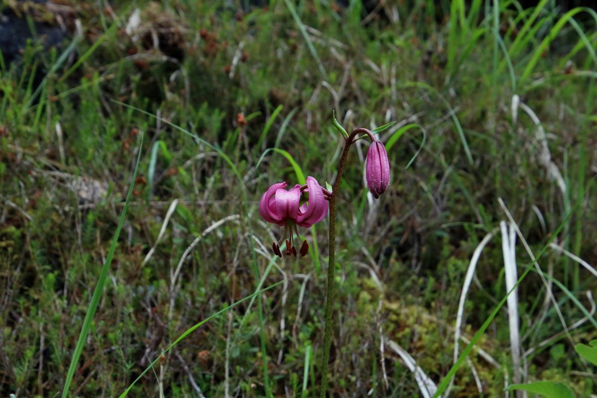 2017_07_01_036647p_Bildgr��e �ndern