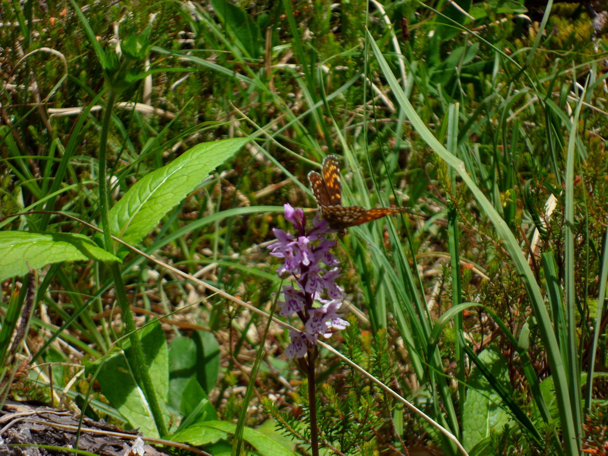 SAM_0273p_Bildgr��e �ndern