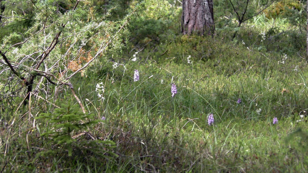 07-01-2017_121241(1)p_Bildgr��e �ndern