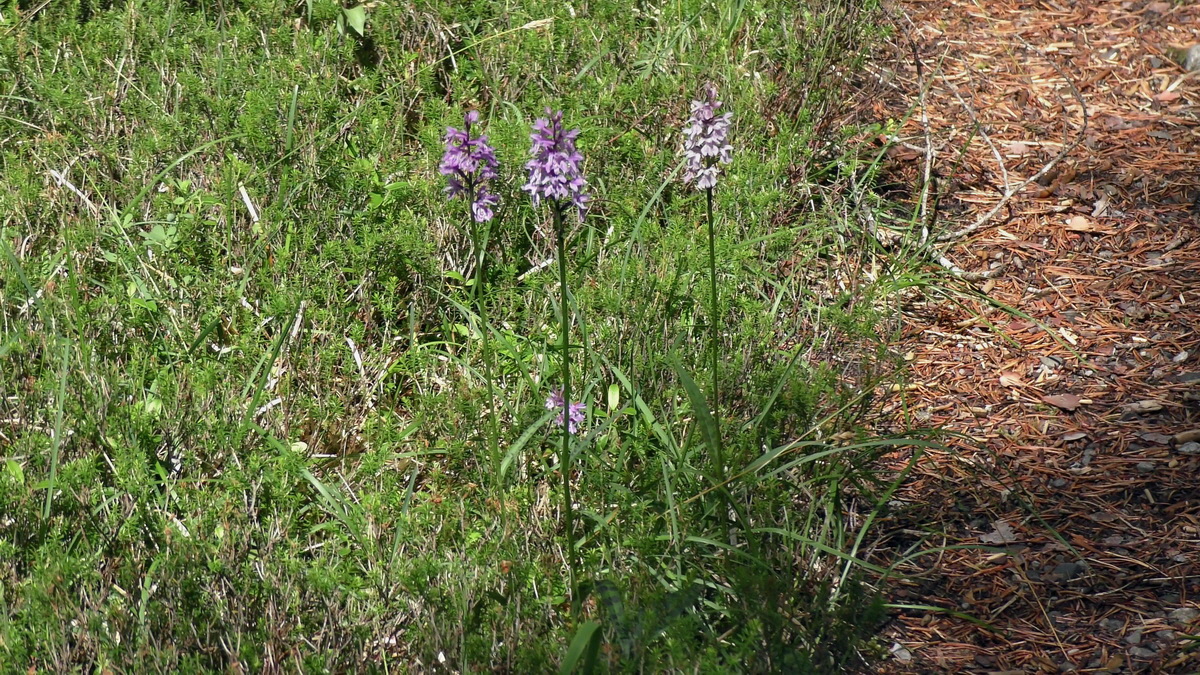 07-01-2017_121947p_Bildgr��e �ndern