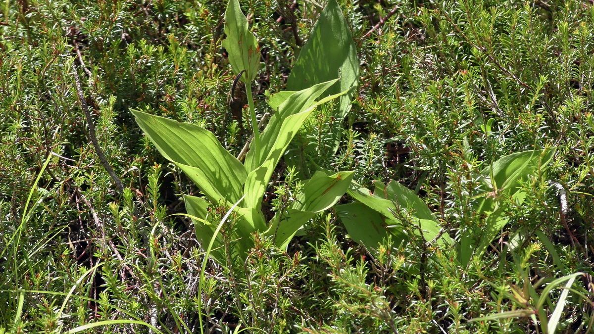 07-01-2017_124517(1)p_Bildgr��e �ndern