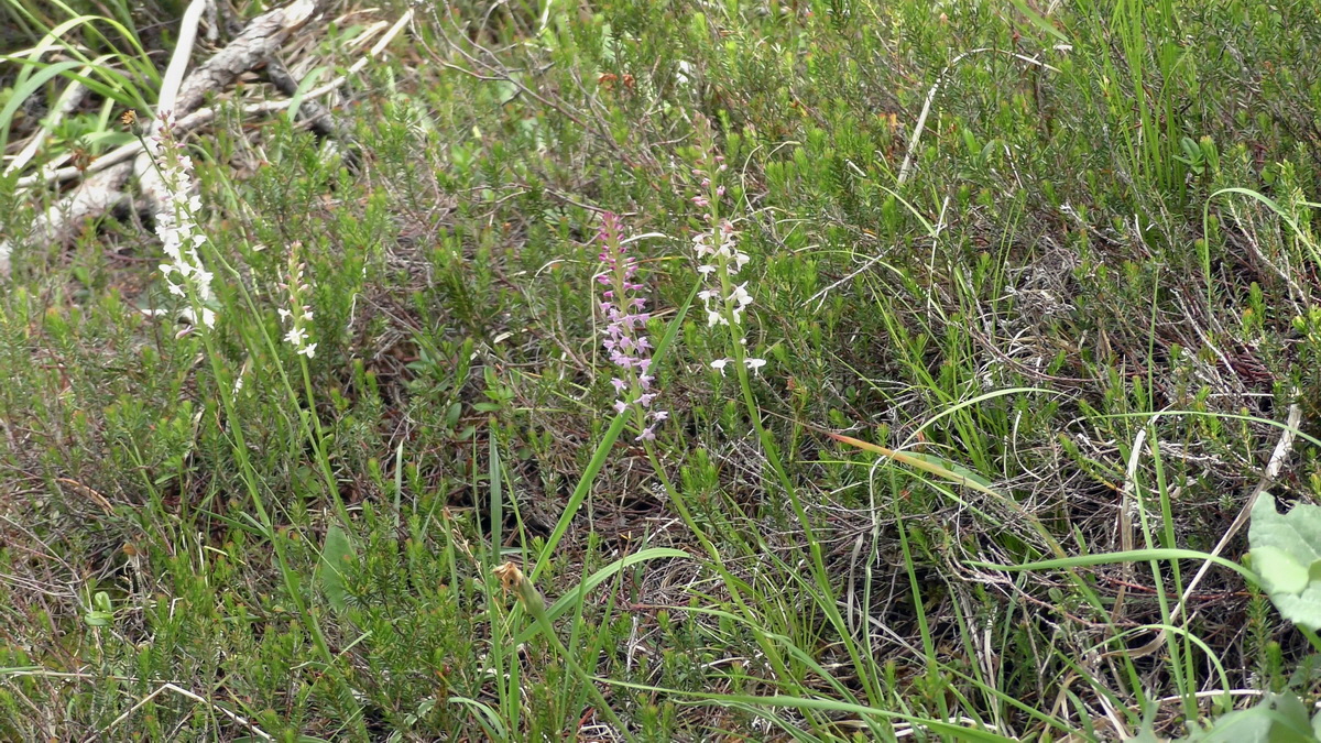 07-01-2017_124608(1)p_Bildgr��e �ndern