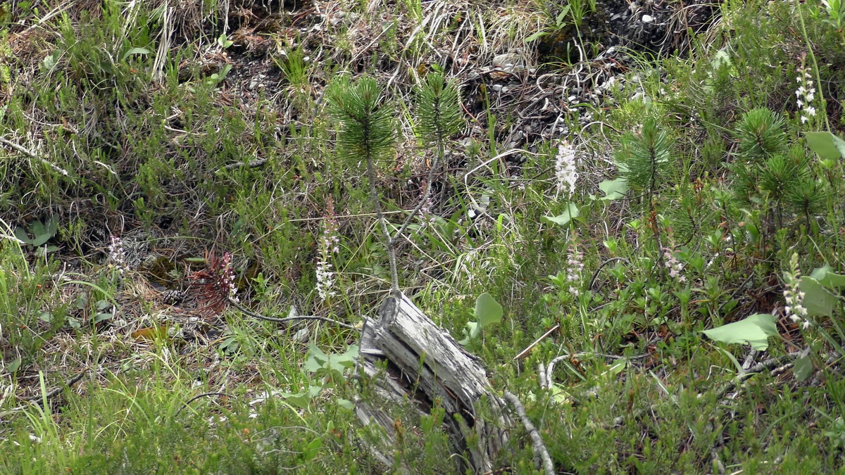 07-01-2017_124608p_Bildgr��e �ndern