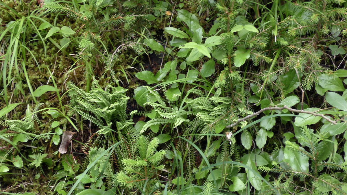 07-01-2017_132903p_Bildgr��e �ndern