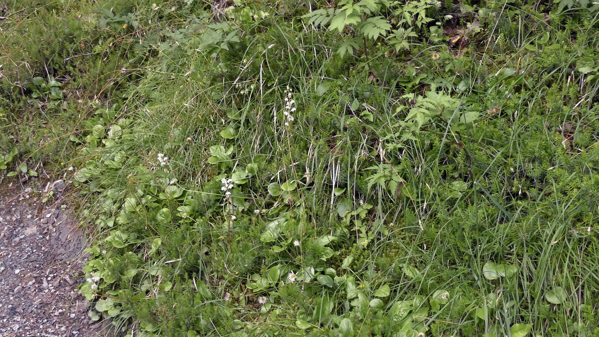 07-01-2017_134924p_Bildgr��e �ndern