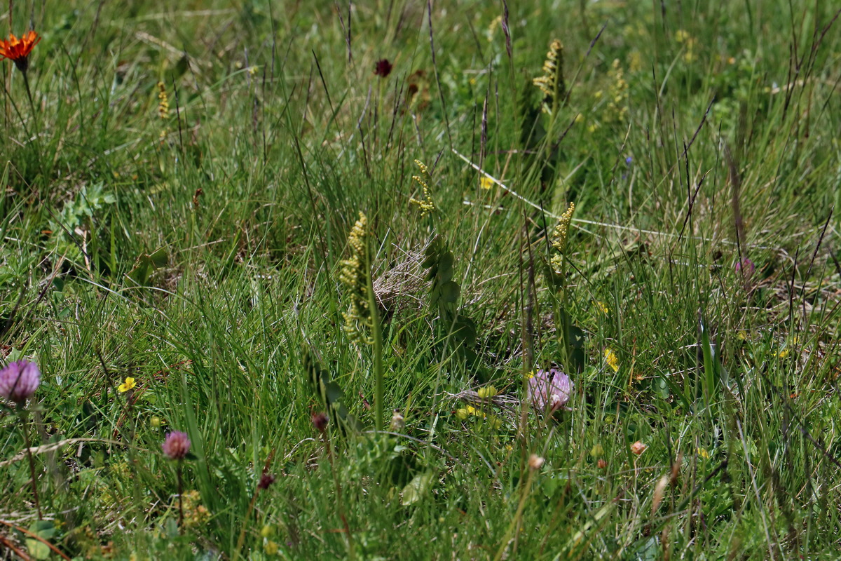 2017_07_02_036758p_Bildgr��e �ndern