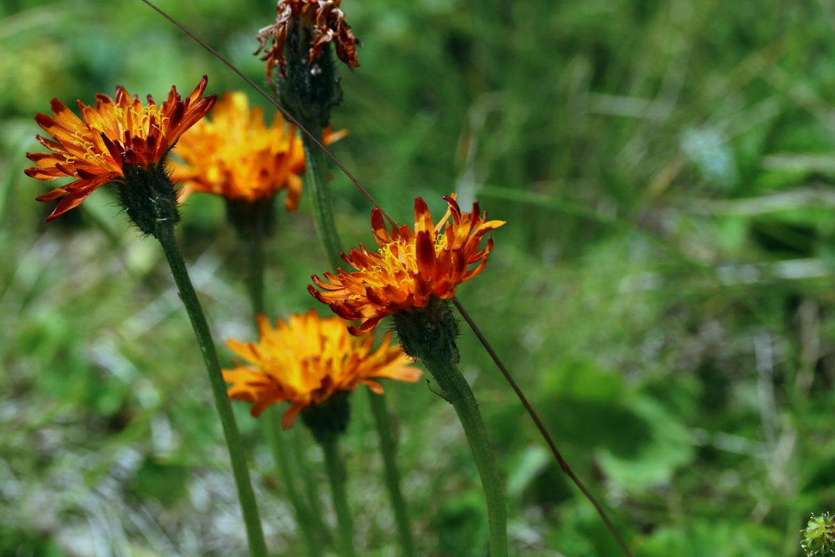 2017_07_02_036798p_Bildgr��e �ndern