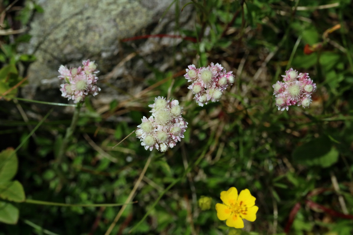 2017_07_02_036806p_Bildgr��e �ndern