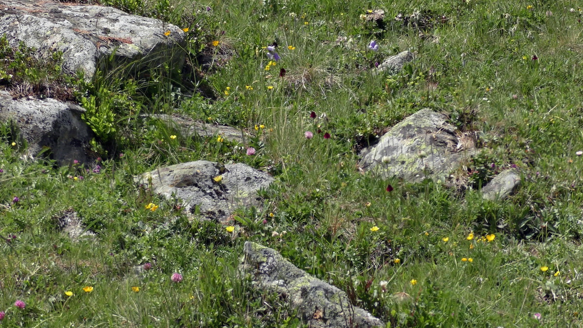 07-02-2017_143536(2)p_Bildgr��e �ndern