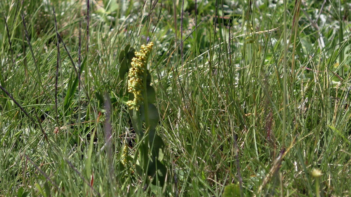 07-02-2017_143934p_Bildgr��e �ndern