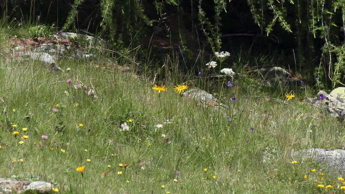 07-02-2017_144126p_Bildgr��e �ndern