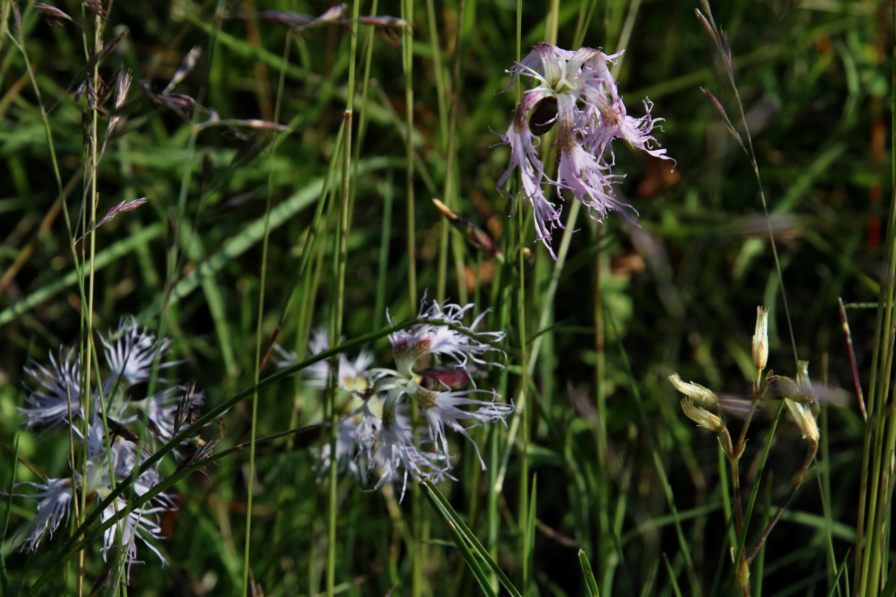 2017_07_04_037095p_Bildgr��e �ndern