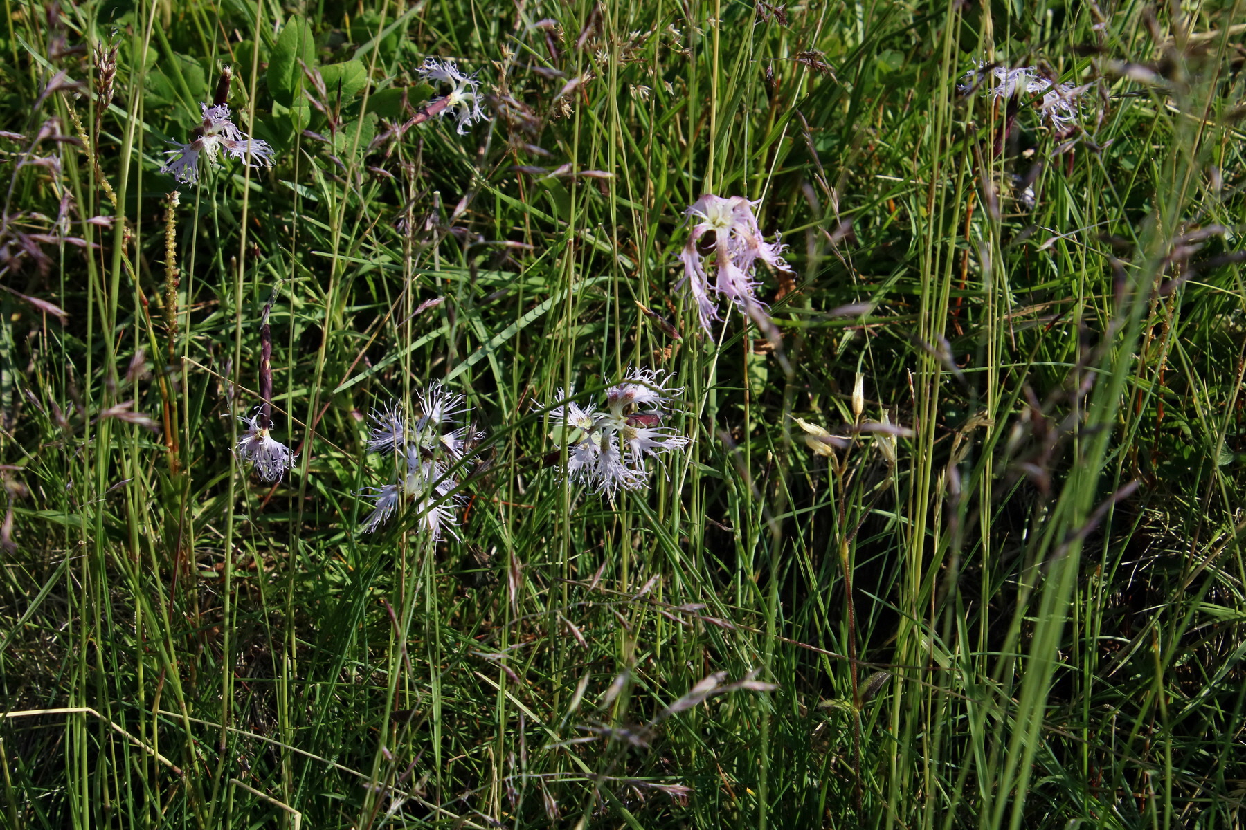 2017_07_04_037098p_Bildgr��e �ndern