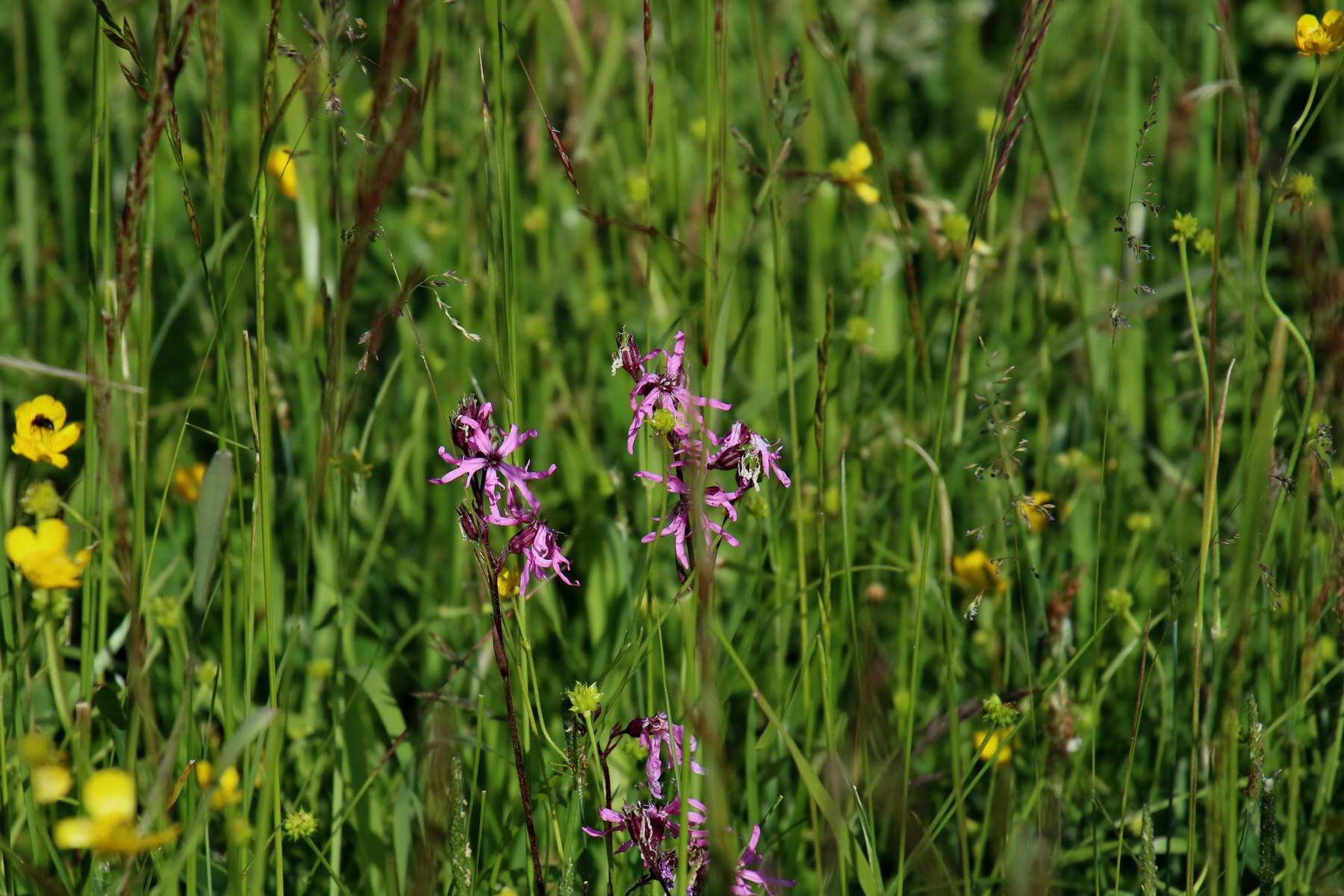 2017_07_04_037103p_Bildgr��e �ndern