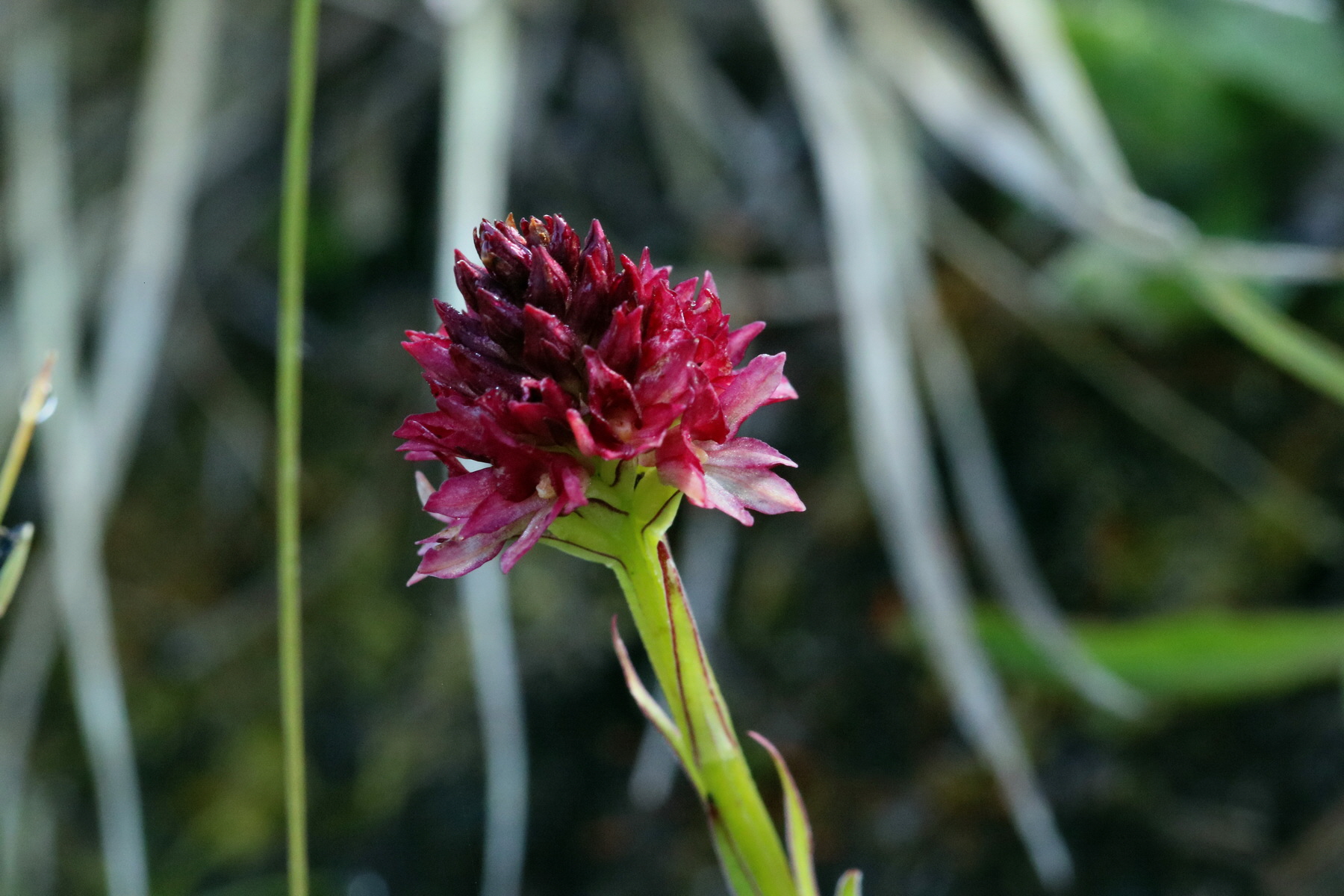 2017_07_04_037292p_Bildgr��e �ndern