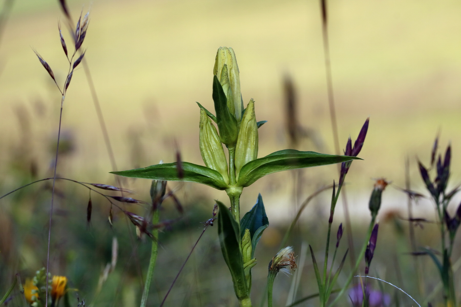 2017_07_04_037296p_Bildgr��e �ndern