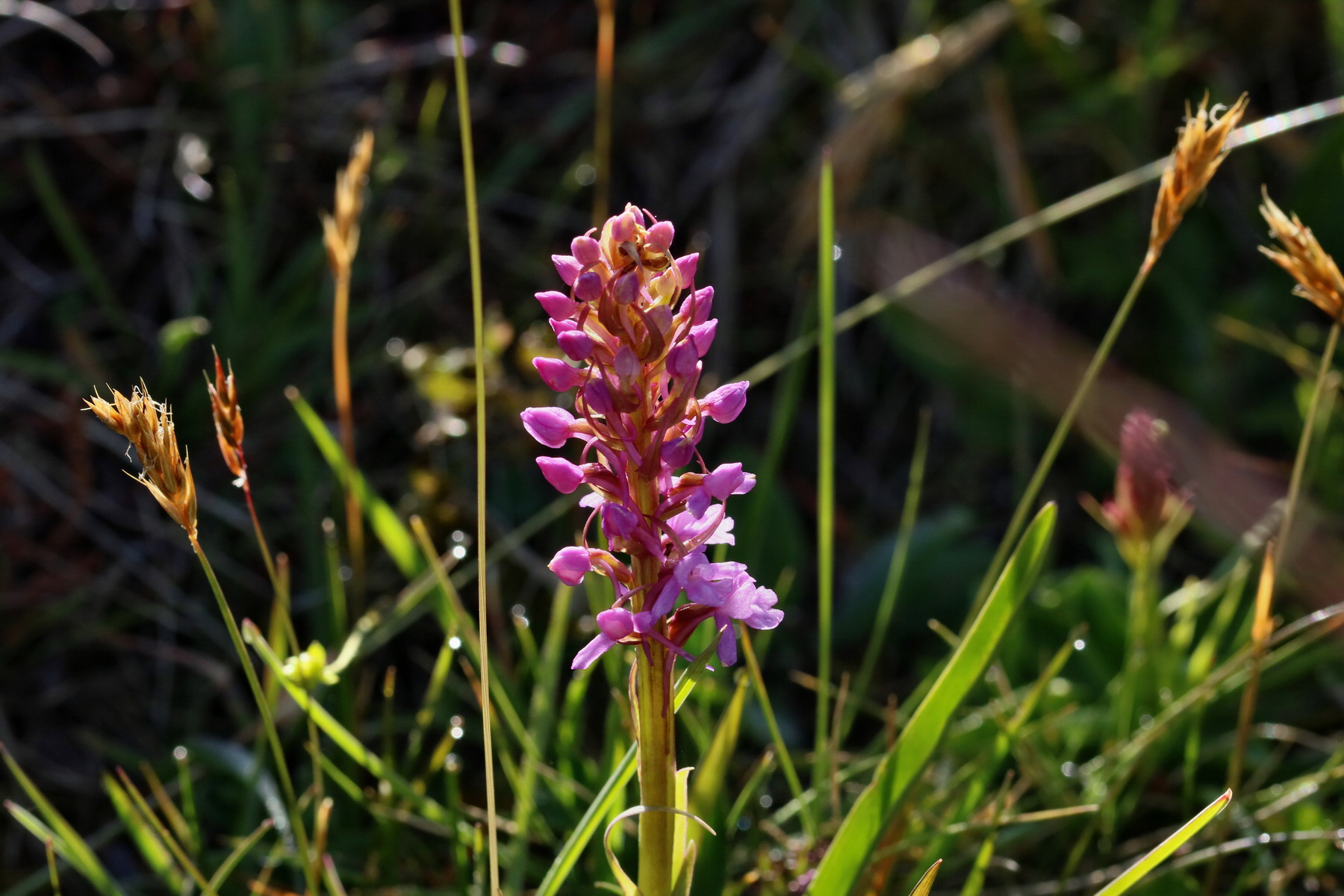 2017_07_04_037301p_Bildgr��e �ndern