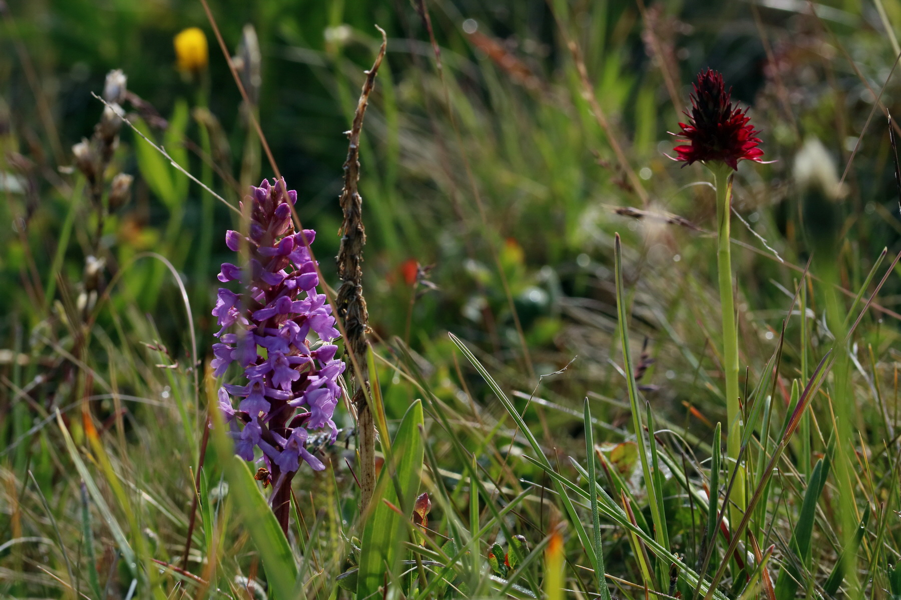 2017_07_04_037306p_Bildgr��e �ndern