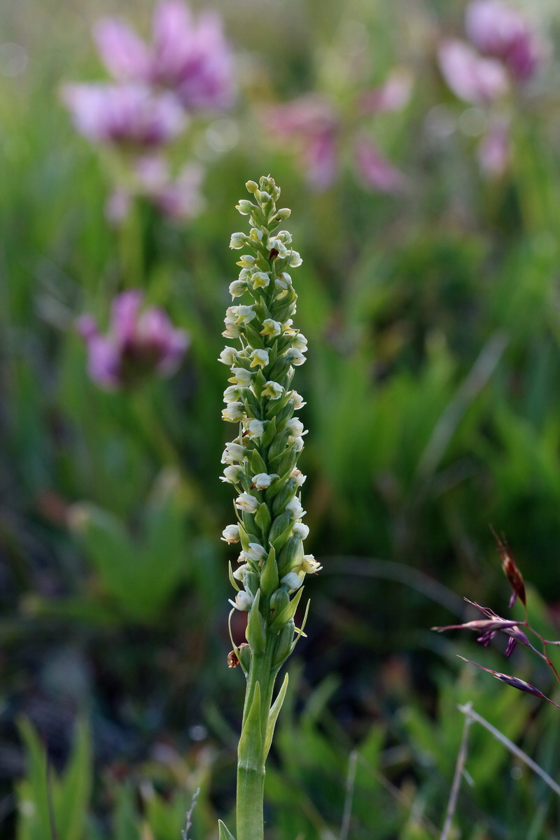 2017_07_04_037316p_Bildgr��e �ndern