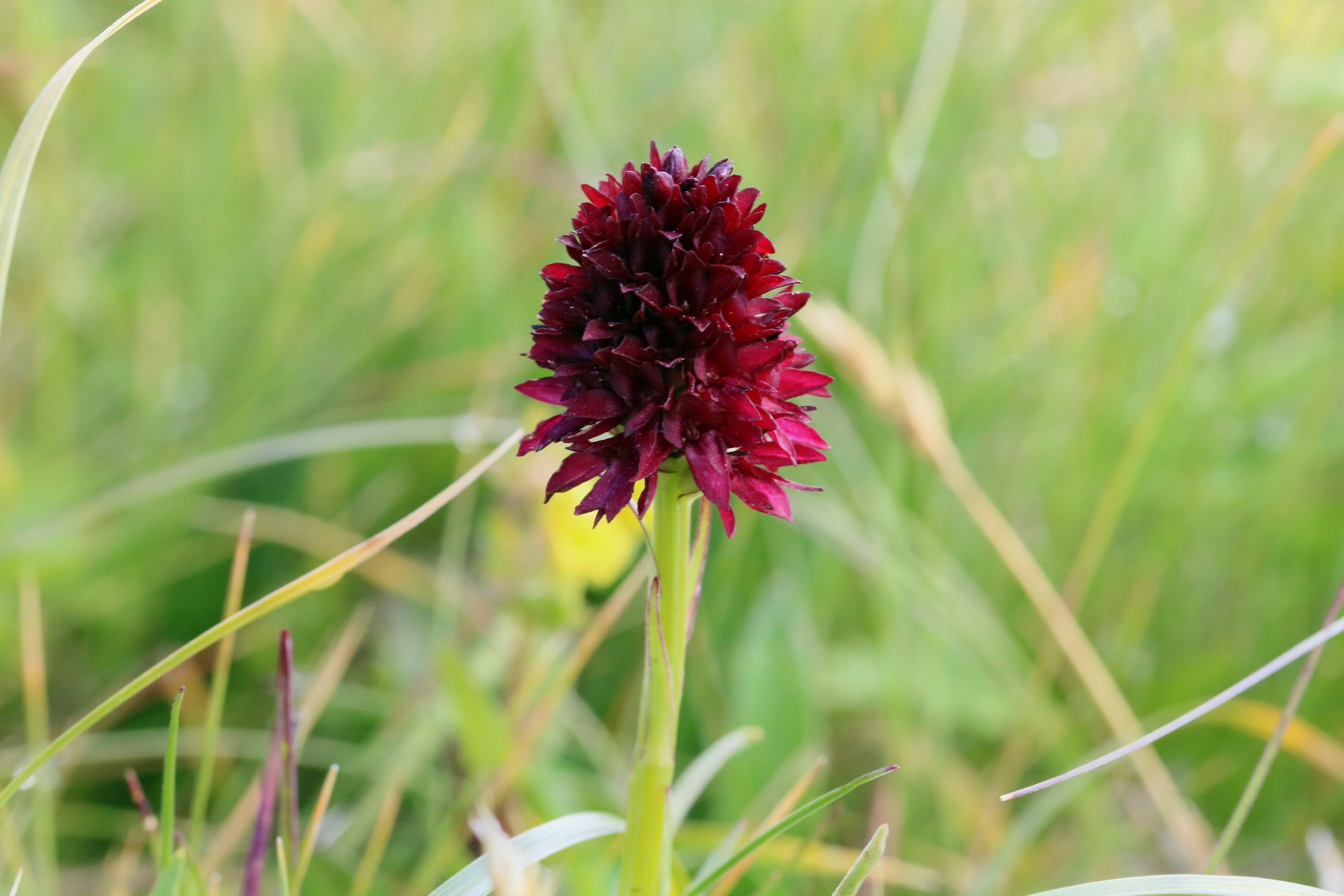 2017_07_04_037349p_Bildgr��e �ndern