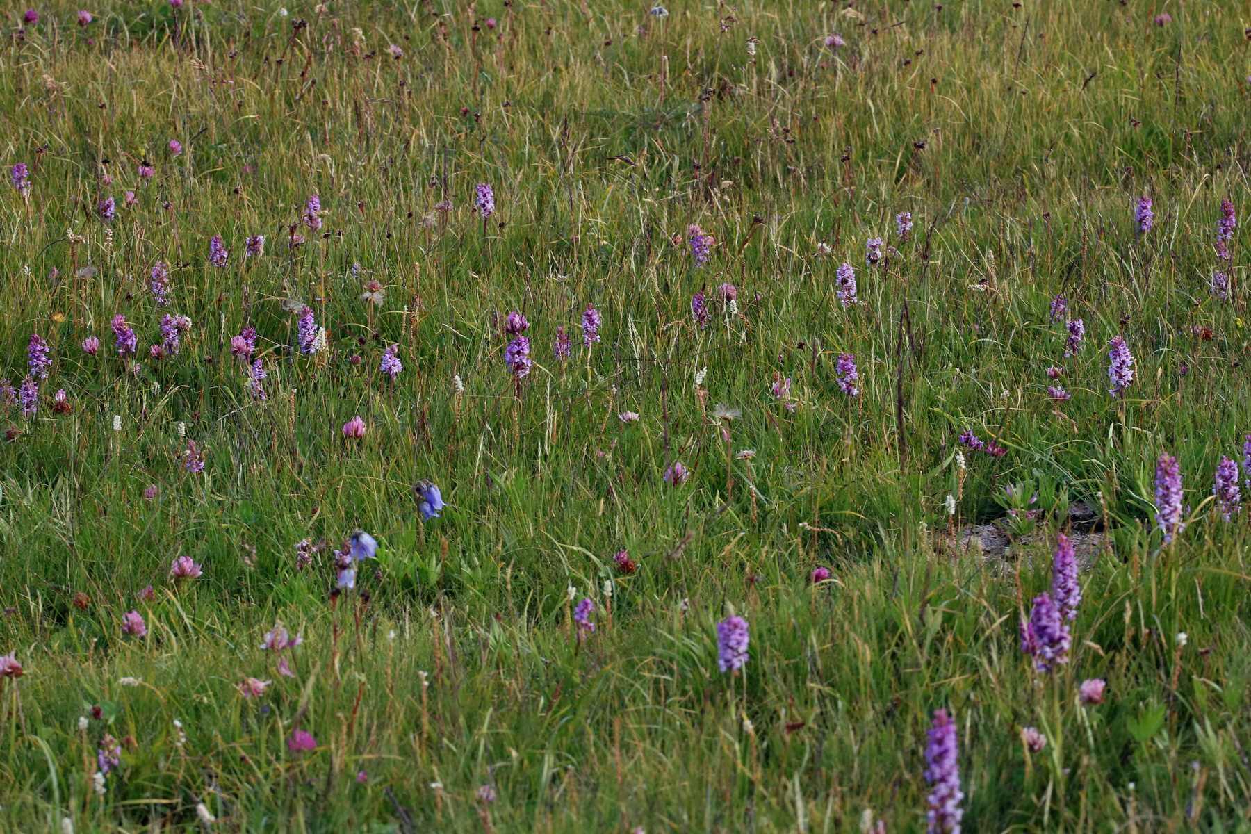 2017_07_04_037360p_Bildgr��e �ndern