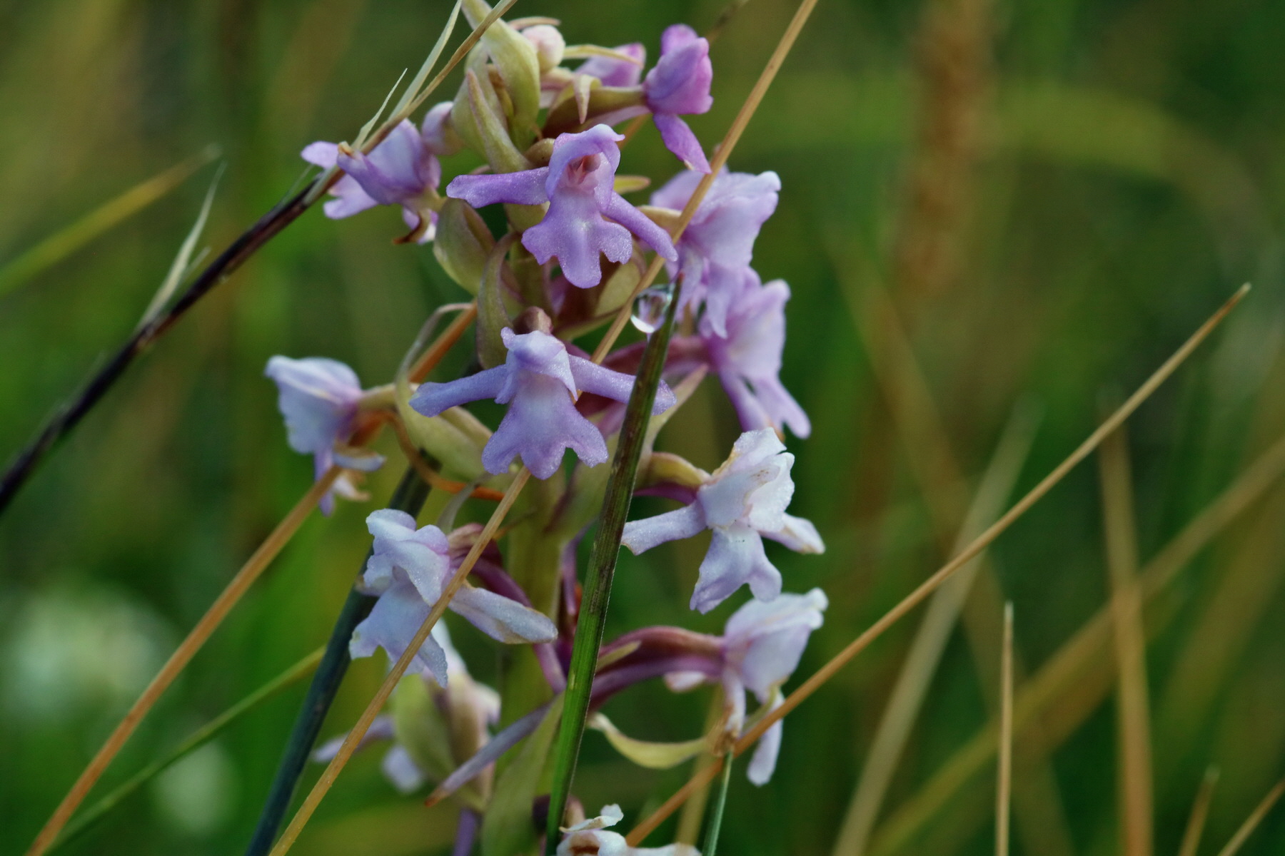 2017_07_04_037363p_Bildgr��e �ndern