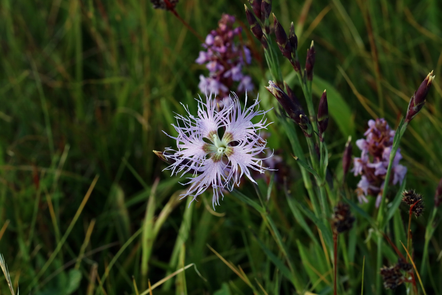 2017_07_04_037374p_Bildgr��e �ndern