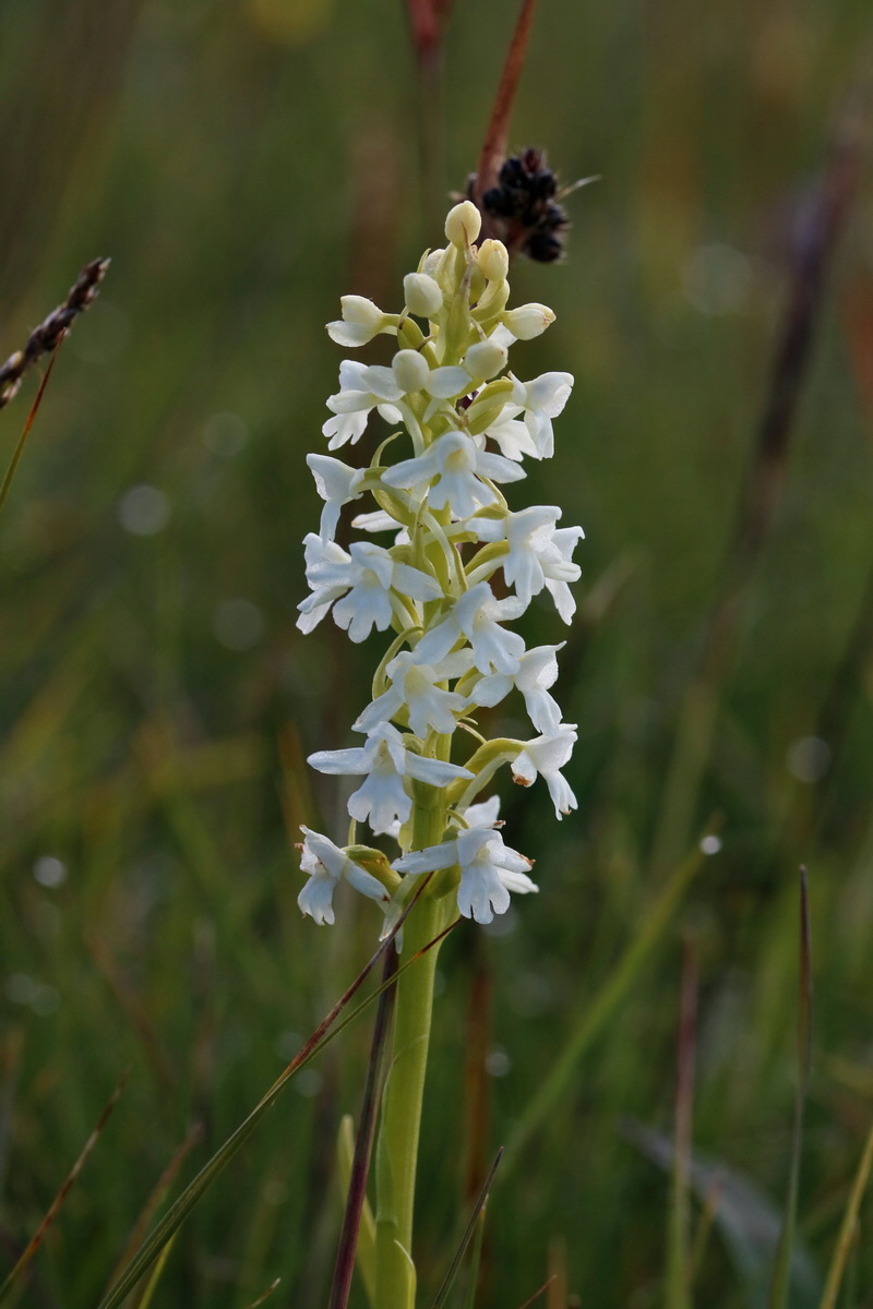 2017_07_04_037375p_Bildgr��e �ndern