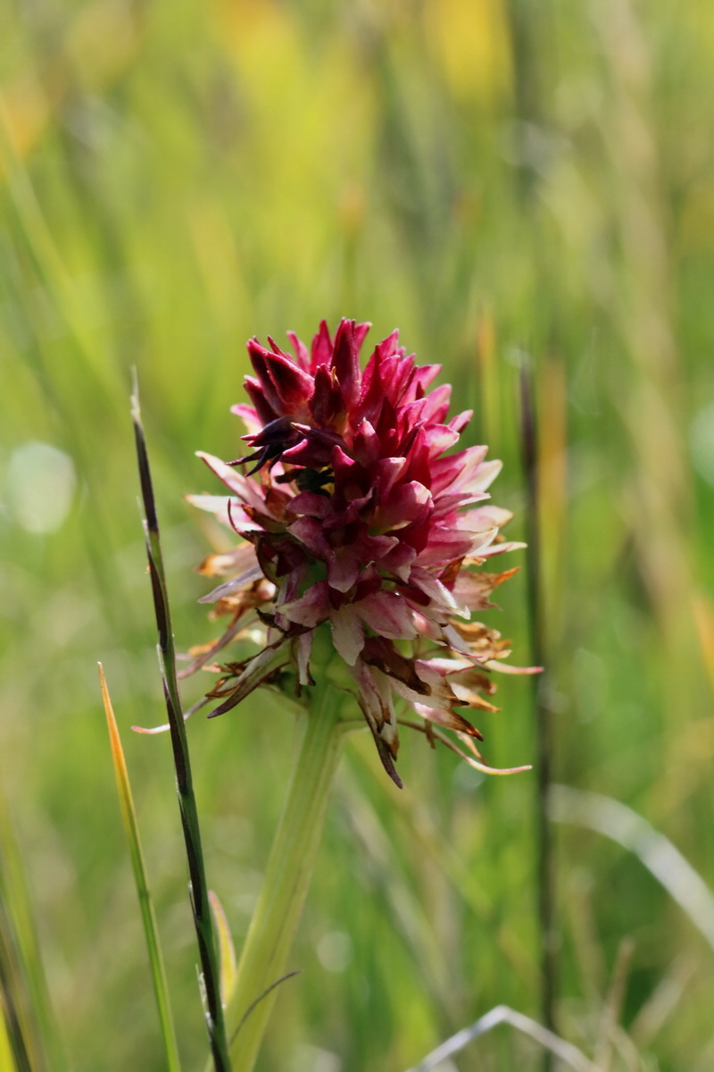 2017_07_04_037405p_Bildgr��e �ndern