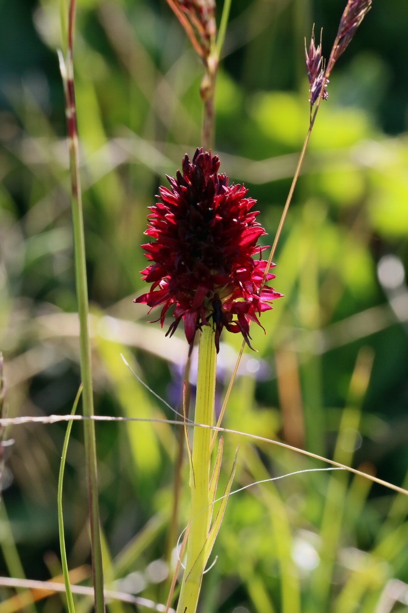 2017_07_04_037435p_Bildgr��e �ndern