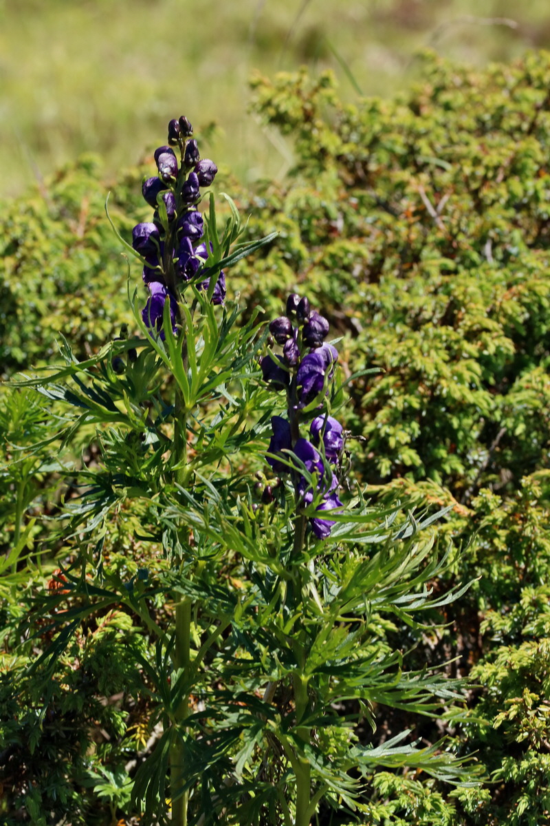 2017_07_04_037507p_Bildgr��e �ndern