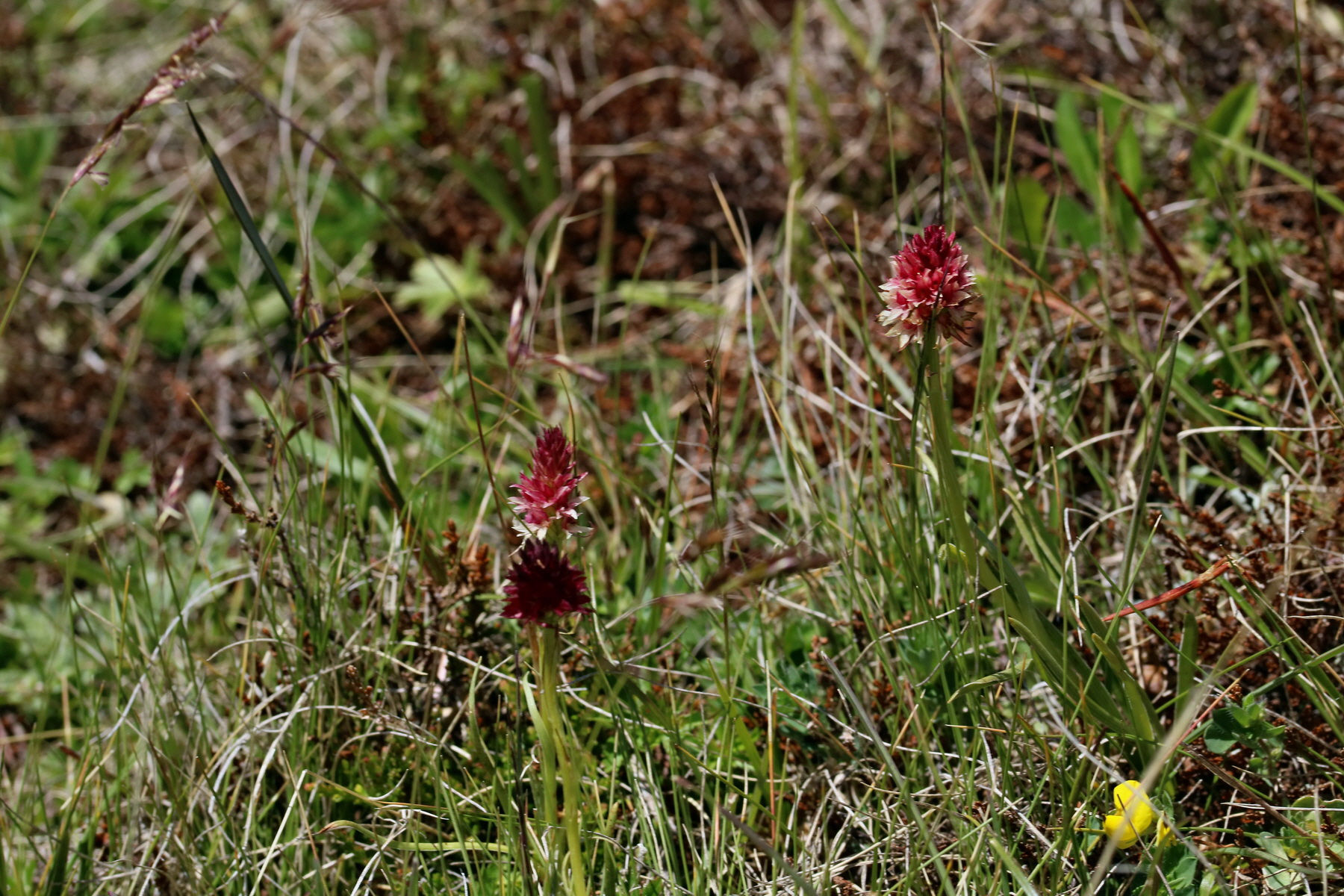 2017_07_04_037672p_Bildgr��e �ndern