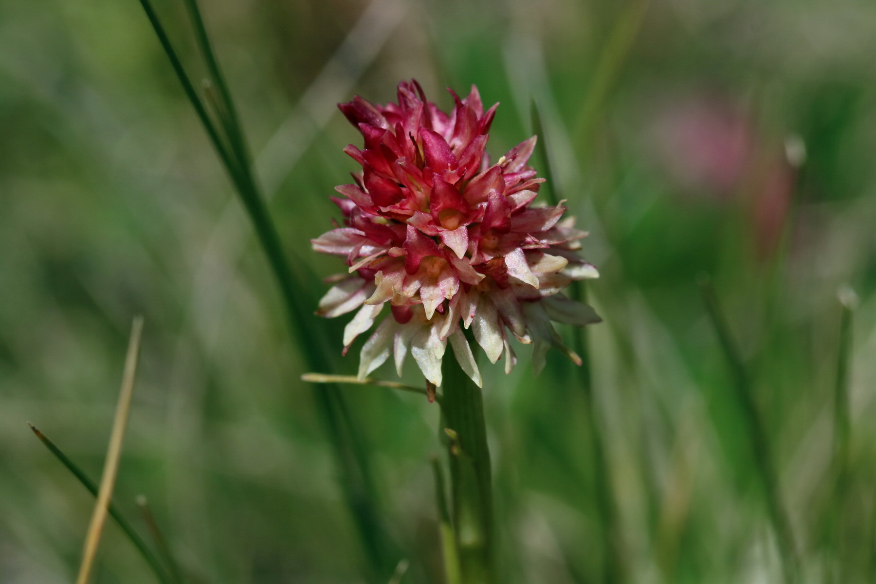 2017_07_04_037682p_Bildgr��e �ndern