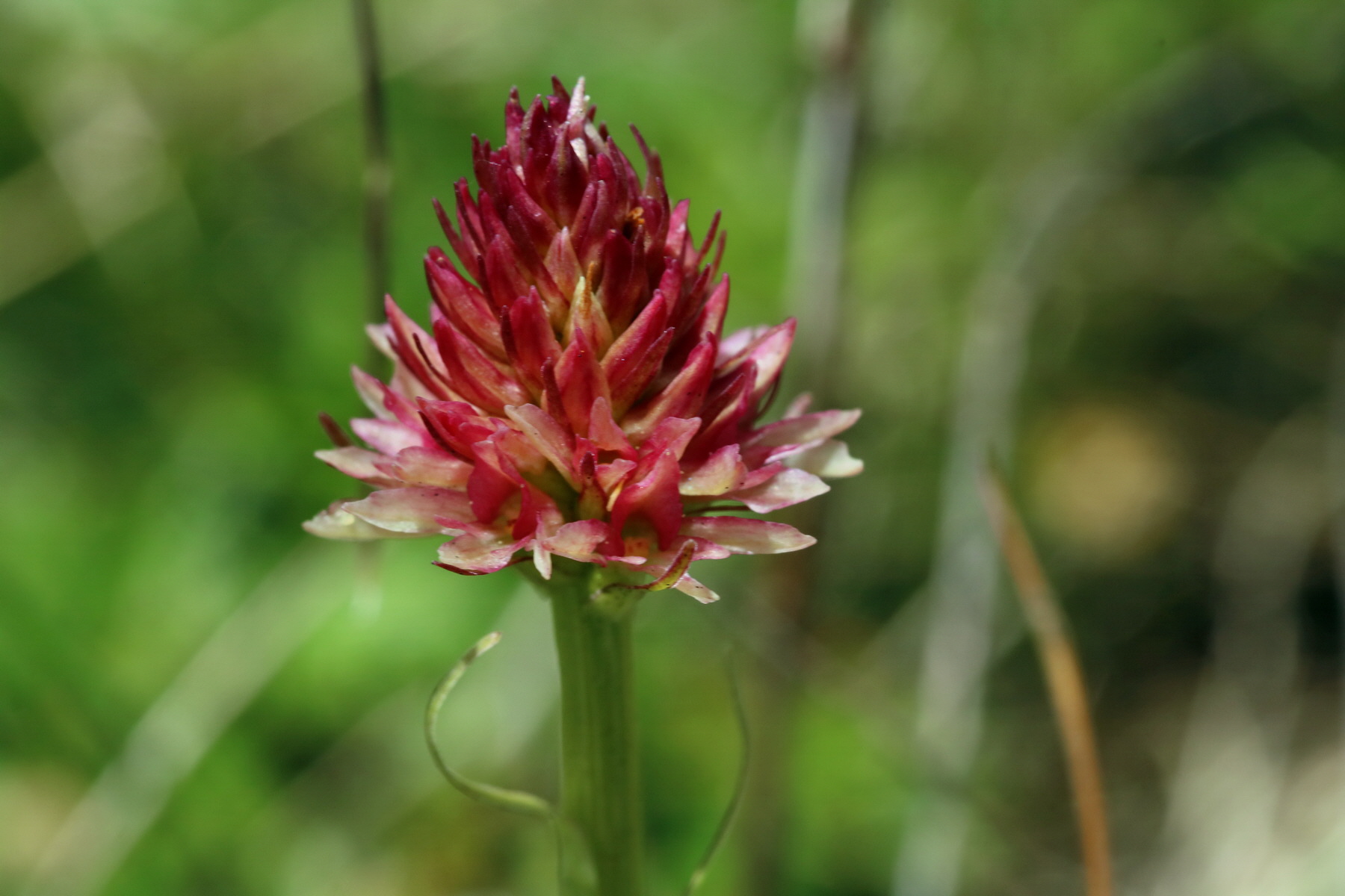 2017_07_04_037685p_Bildgr��e �ndern