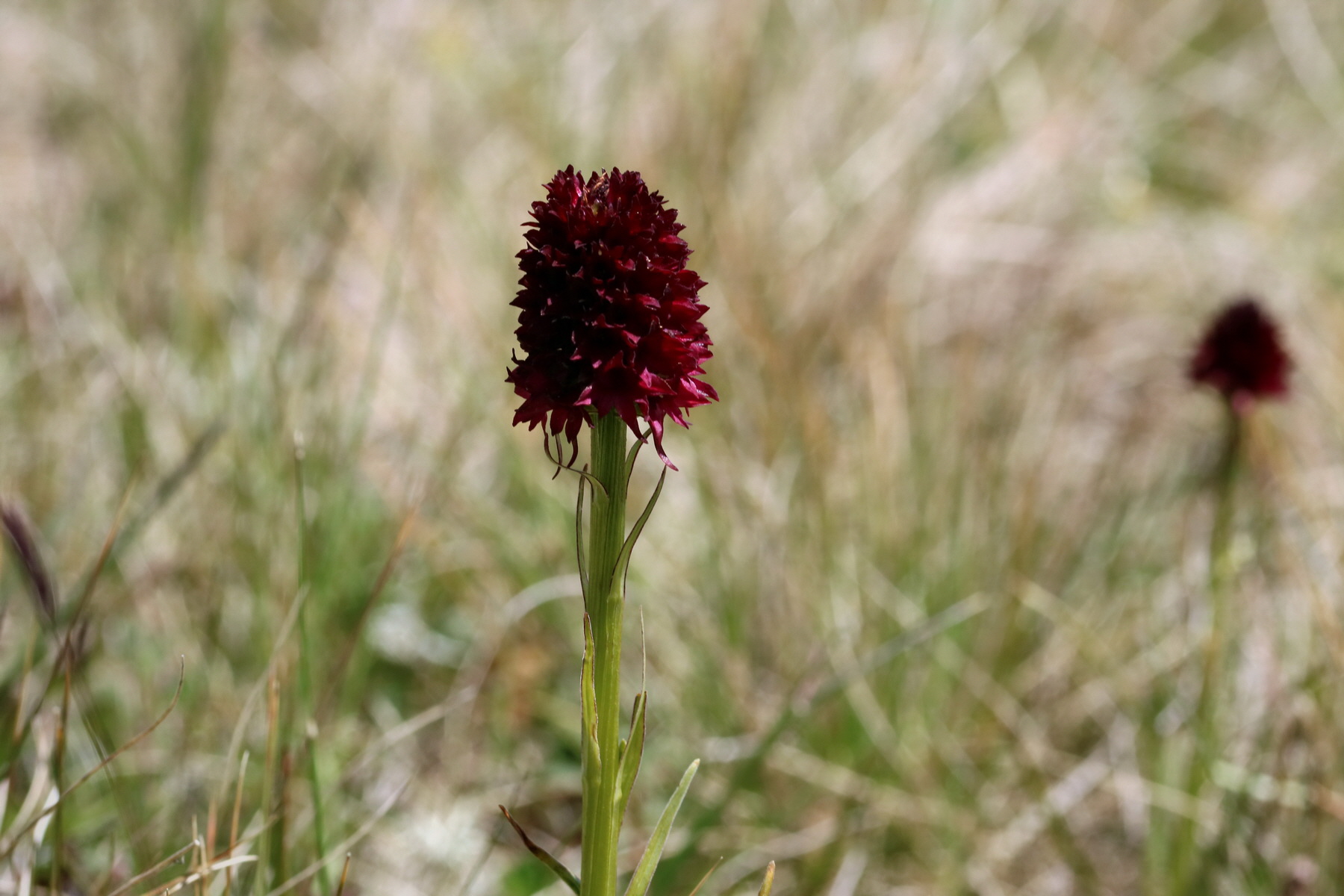 2017_07_04_037693p_Bildgr��e �ndern