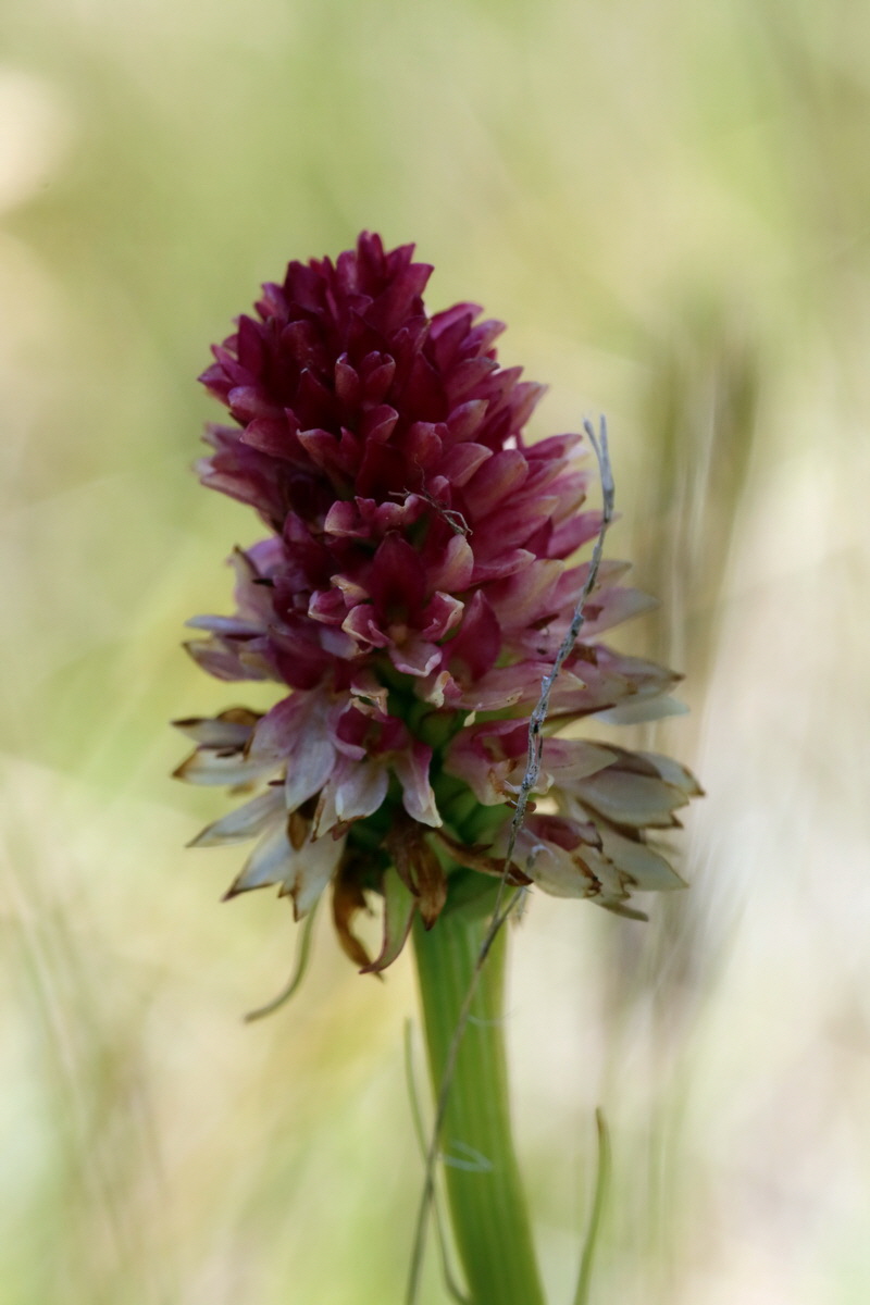 2017_07_04_037712p_Bildgr��e �ndern