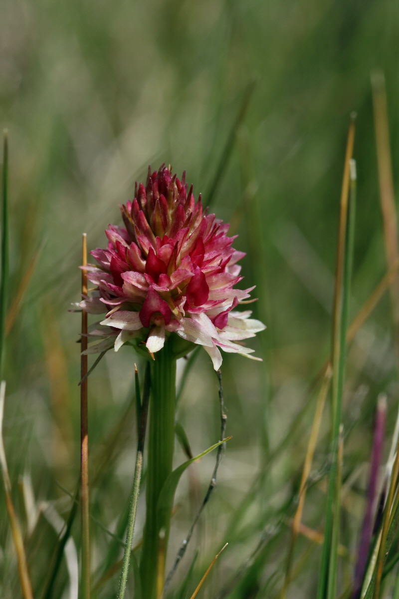 2017_07_04_037724p_Bildgr��e �ndern