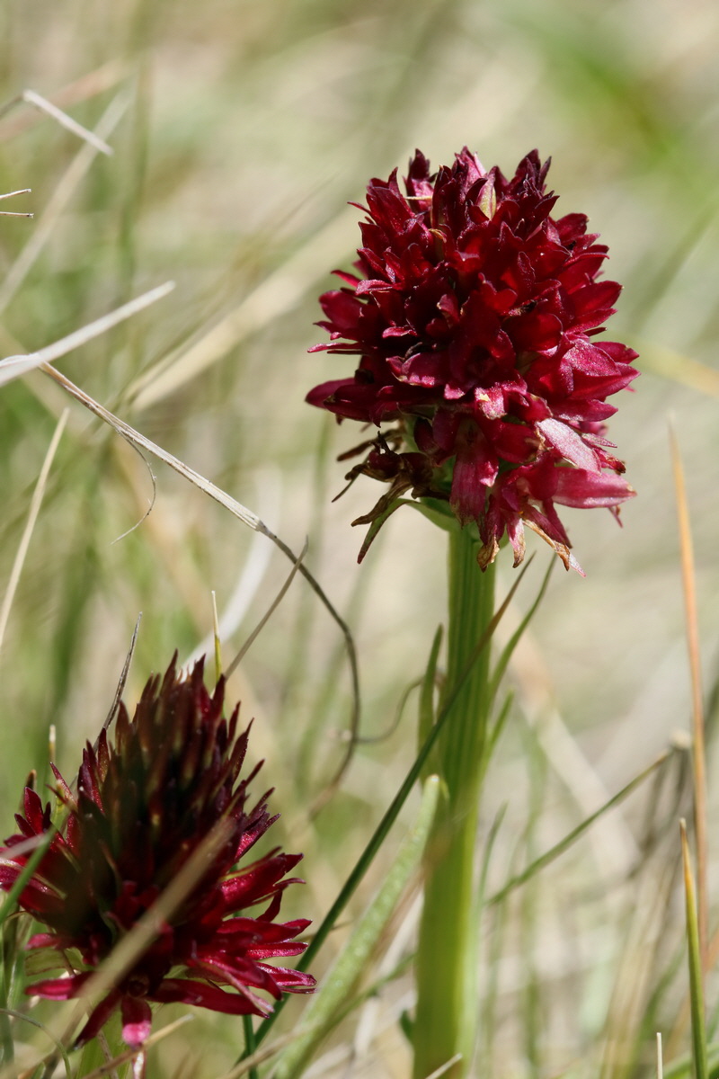 2017_07_04_037727p_Bildgr��e �ndern