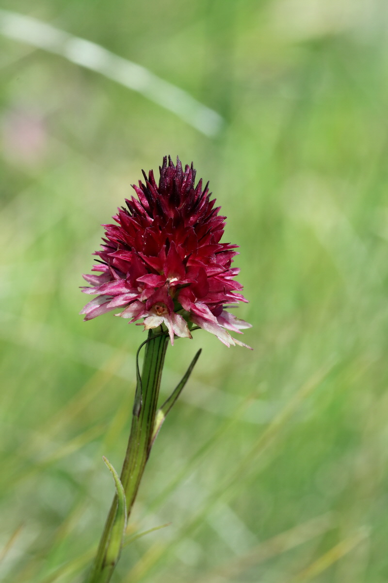 2017_07_04_037733p_Bildgr��e �ndern