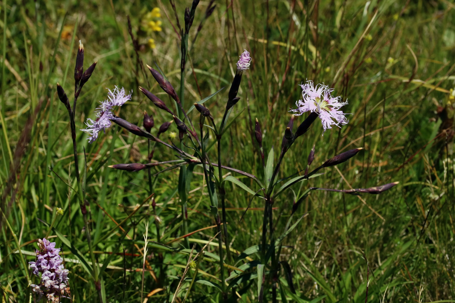 2017_07_04_037735p_Bildgr��e �ndern