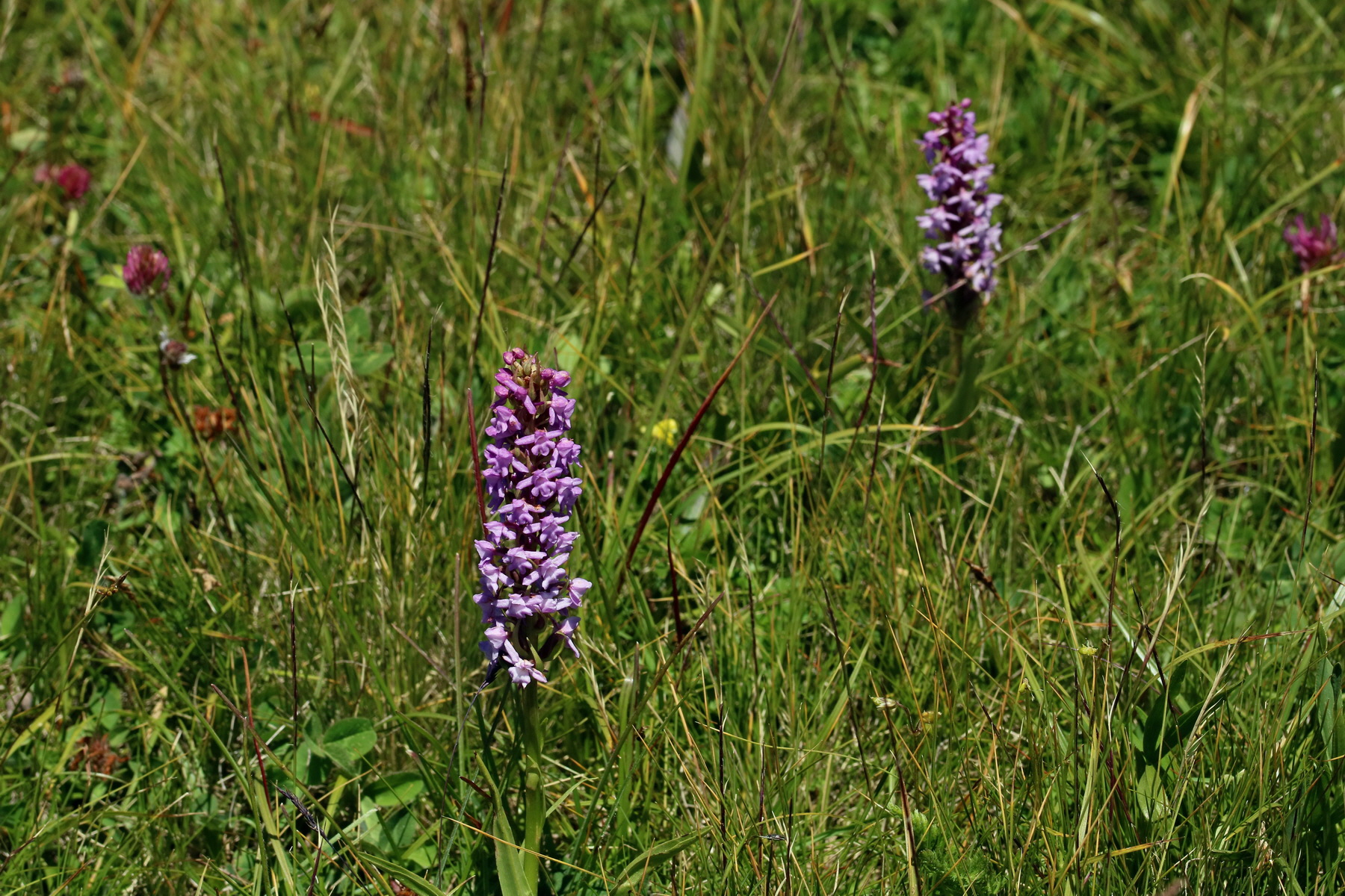 2017_07_04_037740p_Bildgr��e �ndern