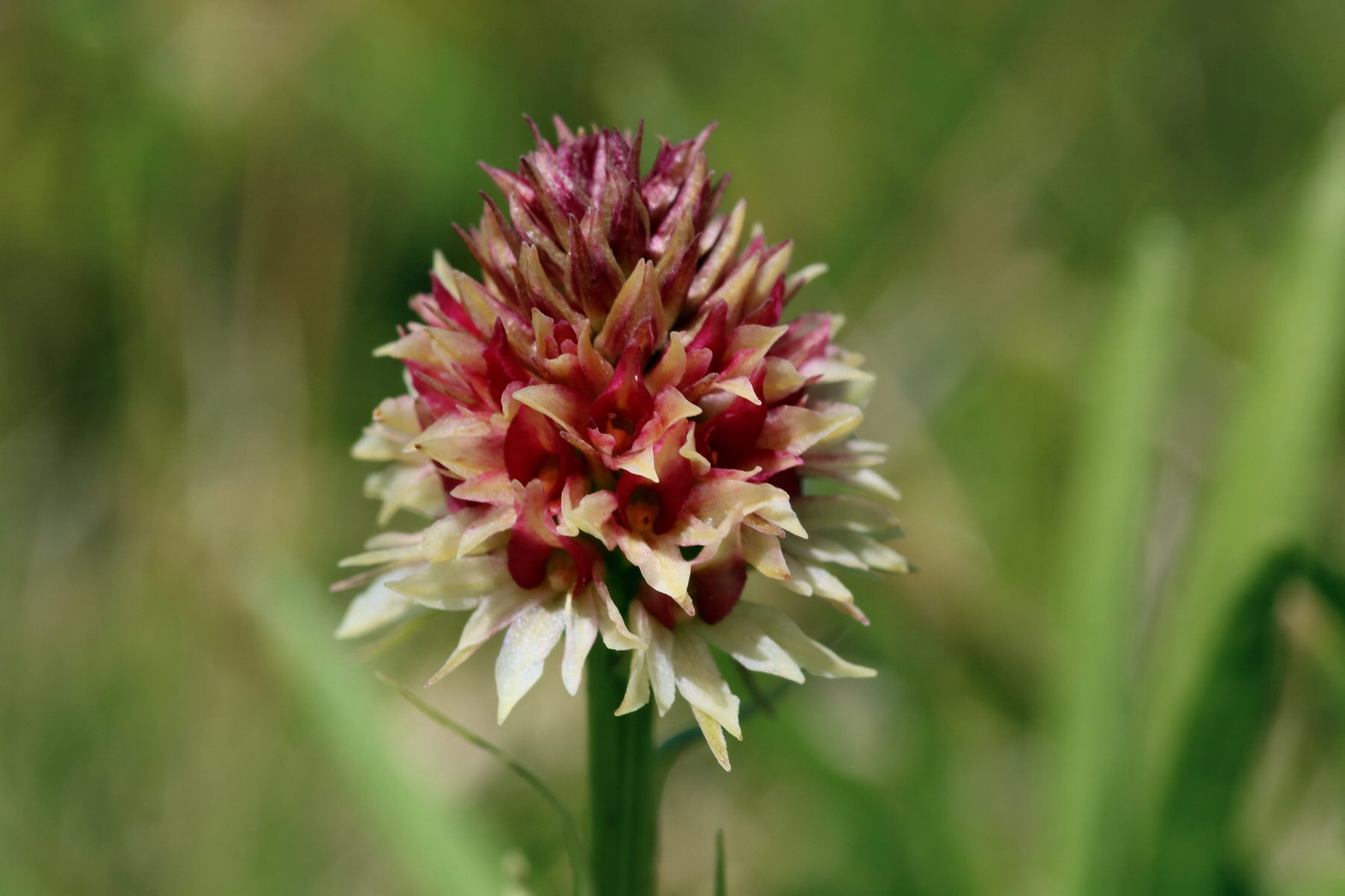 2017_07_04_037782p_Bildgr��e �ndern