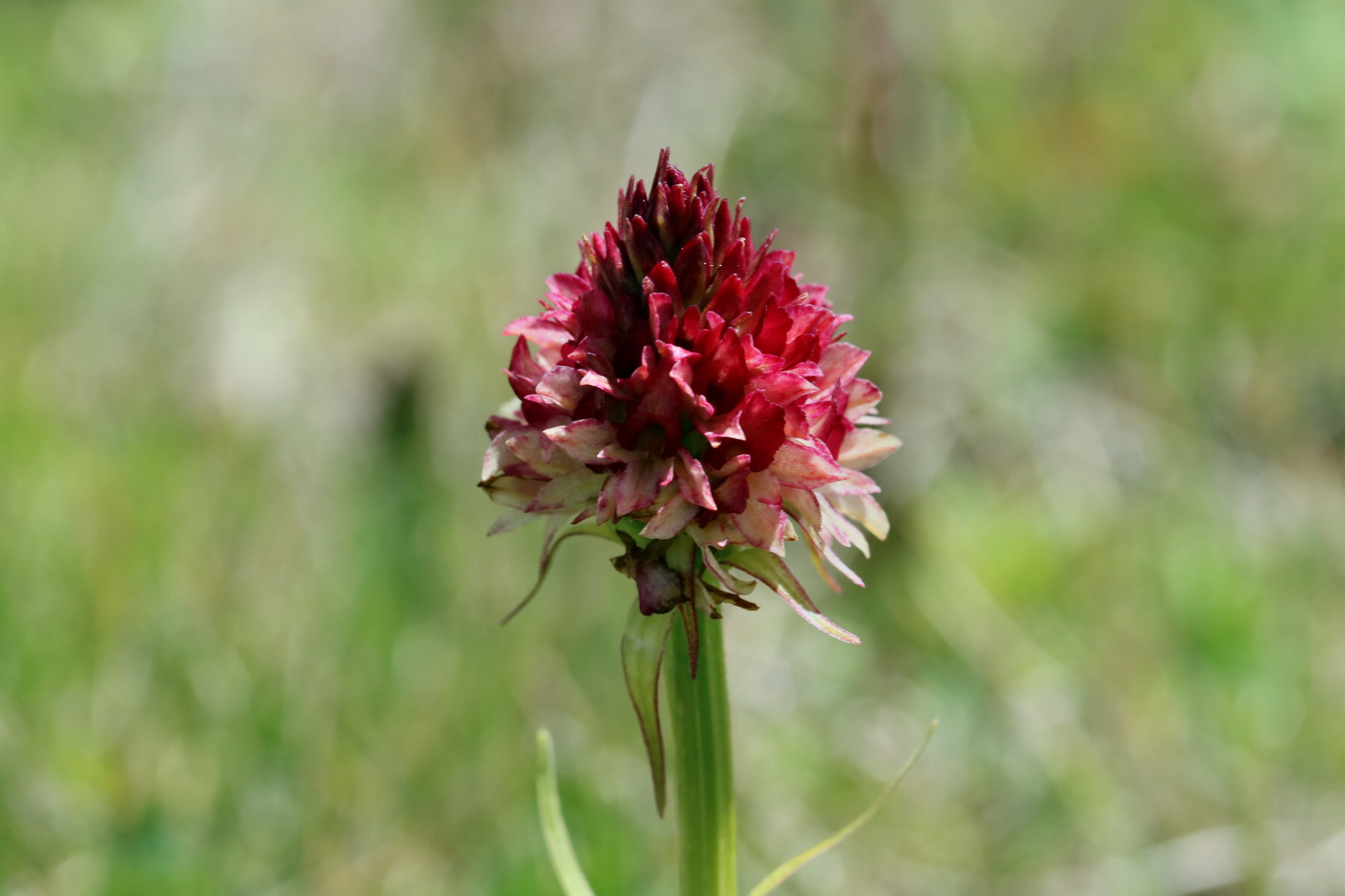 2017_07_04_037838p_Bildgr��e �ndern