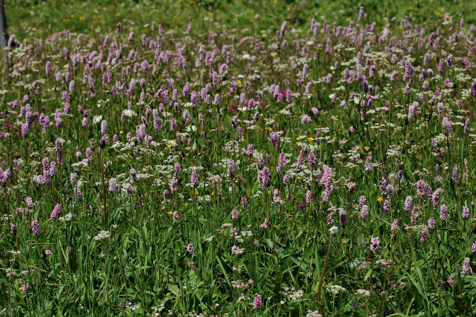 2017_07_04_037843p_Bildgr��e �ndern