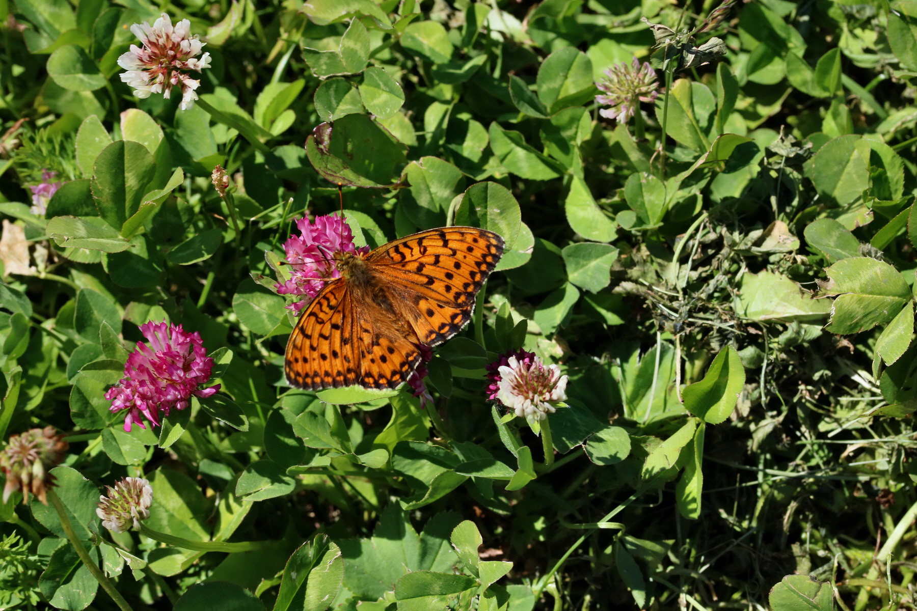 2017_07_04_037855p_Bildgr��e �ndern