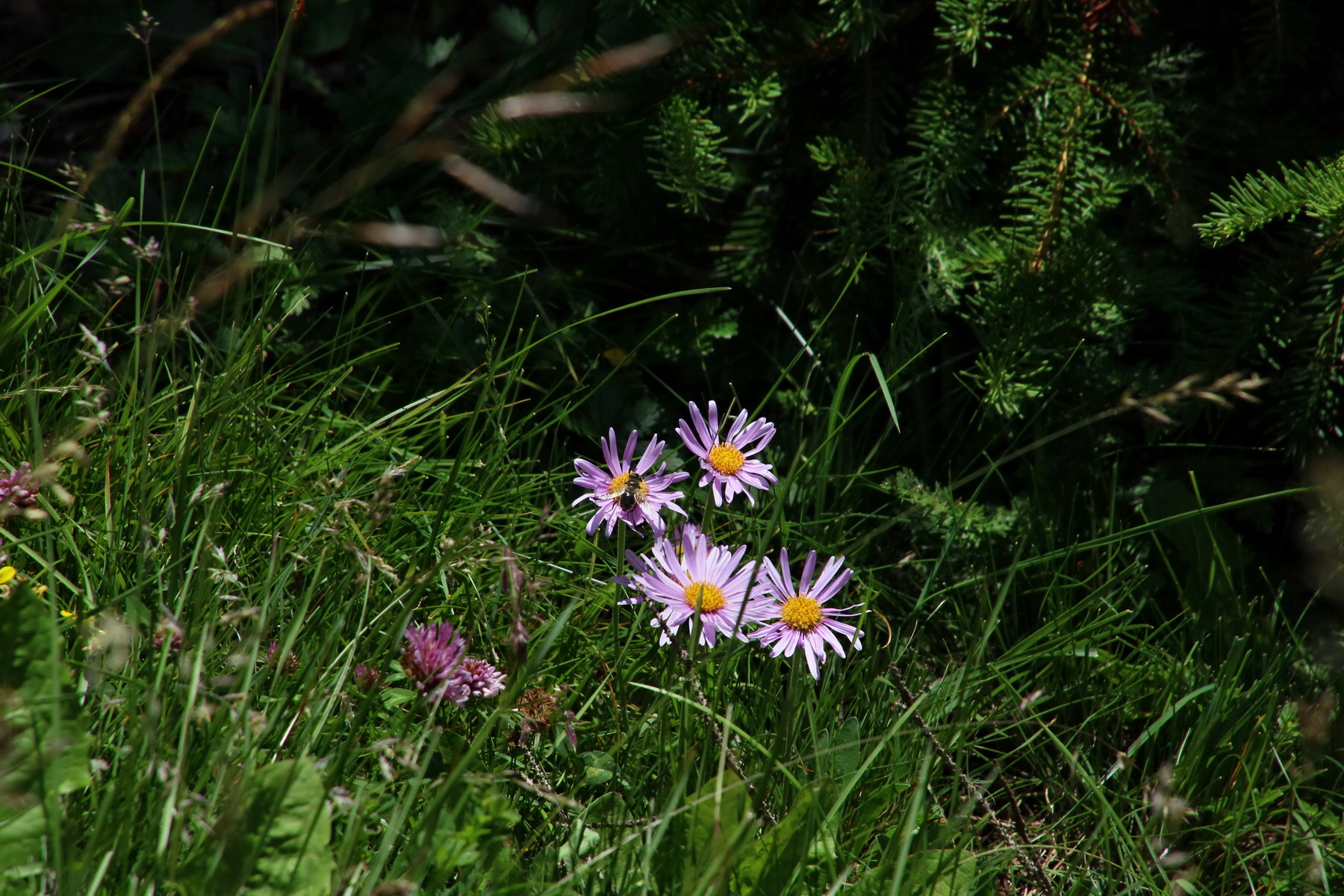 2017_07_04_037885p_Bildgr��e �ndern