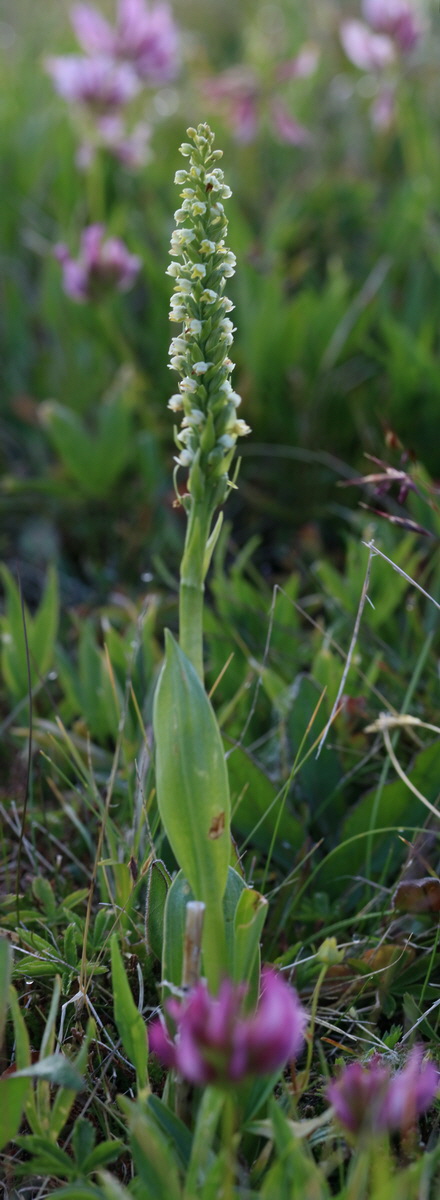 [Group 8]-2017_07_04_037316_2017_07_04_037336-21 images_Bildgr��e �ndern