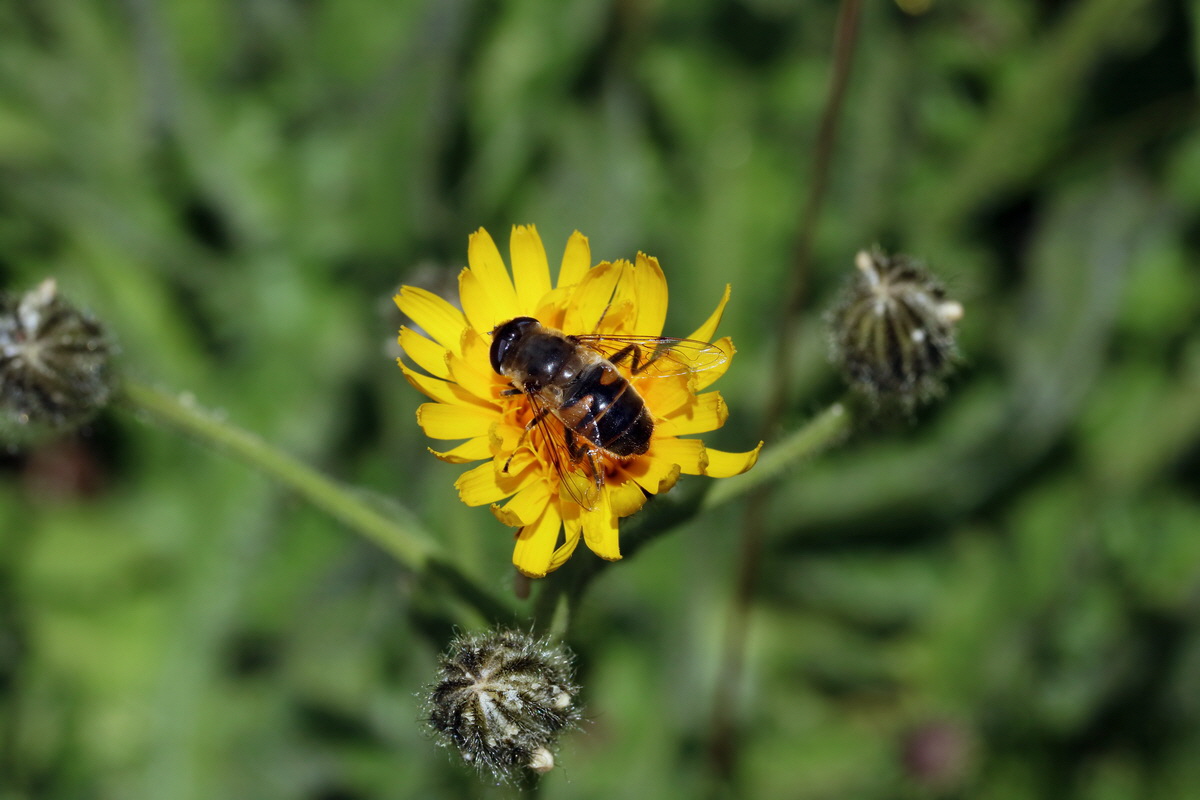 2017_07_05_038084p_Bildgr��e �ndern